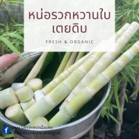 ( PRO+++ ) โปรแน่น.. ไผ่รวกหวาน หอมใบเตย หน่อทานดิบได้ มีกินหอม พร้อมปลูก  ราคาสุดคุ้ม พรรณ ไม้ น้ำ พรรณ ไม้ ทุก ชนิด พรรณ ไม้ น้ำ สวยงาม พรรณ ไม้ มงคล