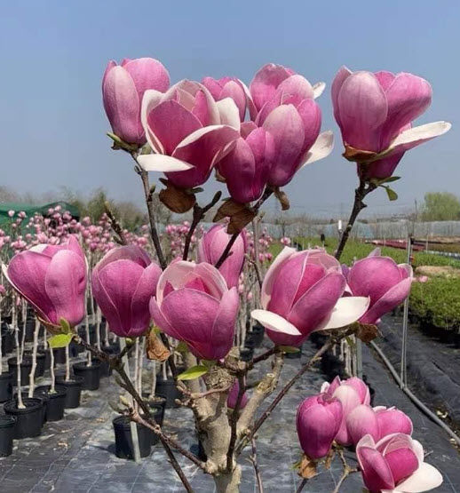 ต้น-แมกโนเลีย-magnolia-ดอกสีม่วง-สูง-80-100-ซ-ม-ต้นไม้นำเข้า