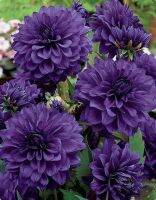 1 หัว /ชุุด เหง้า ต้นรักเร่ Dahlia Bulb สายพันธุ์ Blue Bell สีม่วง หัวรักเร่ ดอกไม้ ดอกรักเร่ รักแรกพบ เฟิร์สเลิฟ ดอกไม้นำเข้า พร้อมให้ดอก