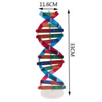 ❤️WT Human genes DNA รุ่น Double Helix ของเล่นวิทยาศาสตร์การสอนการเรียนรู้ของเล่นการศึกษา