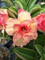 10 เมล็ด เมล็ดพันธุ์ ชวนชม สายพันธุ์ไต้หวัน ดอกสีส้ม Adenium Seeds กุหลาบทะเลทราย Desert Rose ราชินีบอนไซ อัตรางอก 80-90% มีคู่มือปลูก