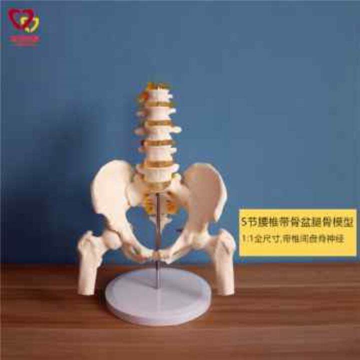 section-5-lumbar-with-pelvic-skeleton-model-human-body-skeleton-model-simulation-bonesetting-assembled-medical-reality-teaching