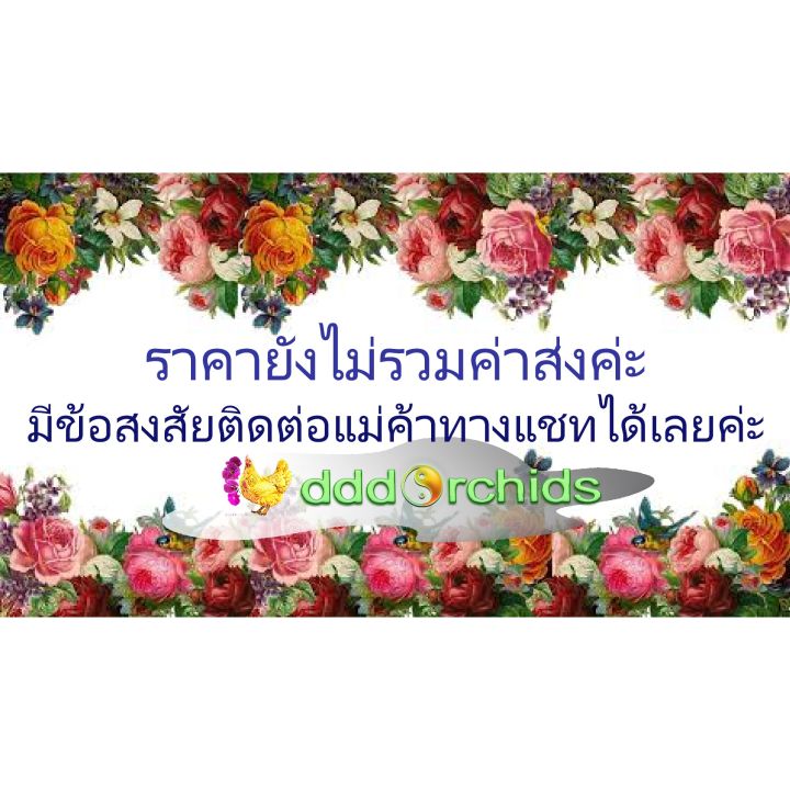 เมล็ดพันธุ์-ดาวเรือง-มหาโชค-500เมล็ด-เลือกสีจากตัวเลือก-มี2สีให้เลือก-1-สีเหลือง-2-สีส้มทอง-พรีเมี่ยมดีพโกลด์-ดอกใหญ่-ให้ผลผลิตสูง