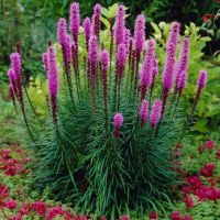 เมล็ดพันธุ์ ลิอะทริส liatris spicata gayfeather 300 เมล็ด เมล็ดพันธุ์นำเข้าจากอังกฤษ