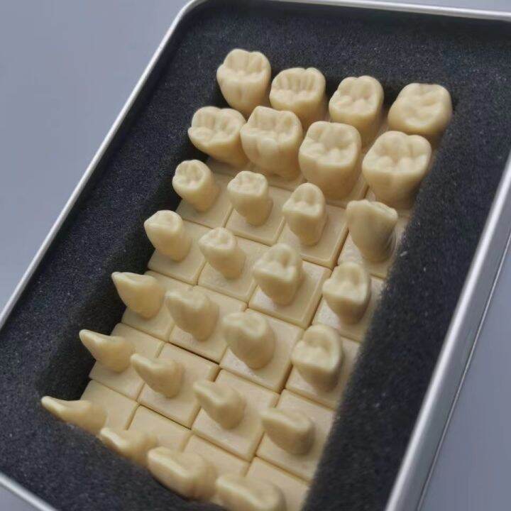 Dentist Students With Tooth Structure And Practice Tooth Carving