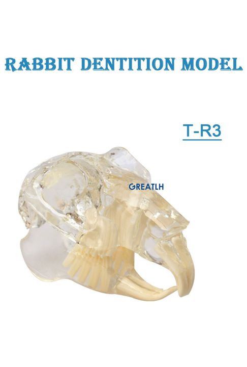 dental-teeth-model-cat-dentition-model-dog-dentition-model-dental-materials-dental-instrument-for-dentist-teaching