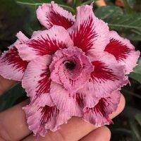 10 เมล็ด เมล็ดพันธุ์ ชวนชม สายพันธุ์ไต้หวัน สีม่วง Adenium Seeds กุหลาบทะเลทราย Desert Rose ราชินีบอนไซ มีคู่มือปลูก นำเข้าจากไต้หวัน