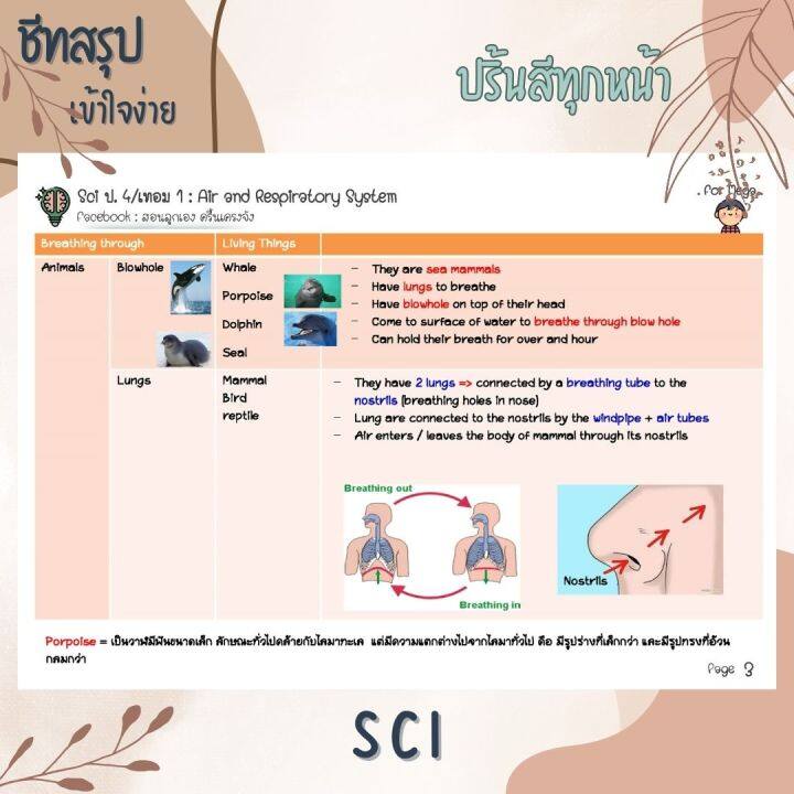 ชีทสรุป-ป-4-เทอม-1-แนวอัสสัม-เซนต์คาเบียล-รวม-5-วิชาหลัก