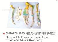 SM10226 3226 vertebrate forelimbs model