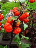 20 เมล็ดพันธุ์ เมล็ด มะเขือพวง มะเขือเปราะ สีแดง RED RUFFLED Eggplant Seed อัตราการงอกสูง 80-85%