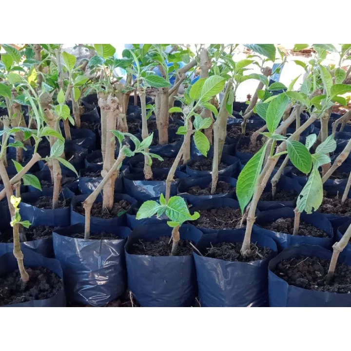 Madre De Agua Potted Plants Or Stem Cuttings Lazada PH
