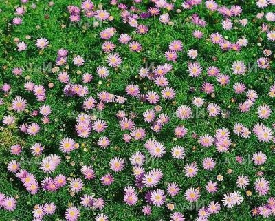 เมล็ดพันธุ์ Garden เดซี่ สวอน ริเวอร์ brachyscome iberidifolia (Swan River Daisy) 1000 เมล็ด เมล็ดพันธุ์ Garden นำเข้าจาก อังกฤษ