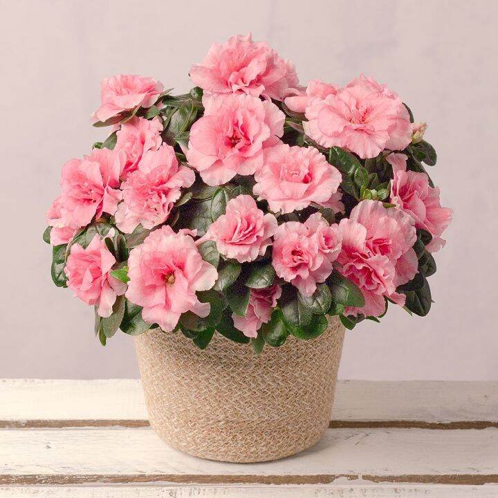 15-เมล็ดพันธุ์-กุหลาบพันปี-ต้นโรโดเดนดรอน-azalea-rhododendron-flower-seed-อัตราการงอก-80-85