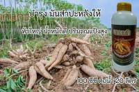 เพชรดำสูตรบำรุงหัวมัน