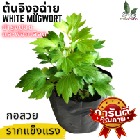 ต้นจิงจูฉ่าย  White Mugwort สมุนไพร บำรุงปอด ฟอกเลือด  จิงจูฉ่าย ในถุงดำ กอใหญ่ ต้นสวย รากแน่น พร้อมปลูก ต้นจิงจูฉ่ายพร้อมปลูกลงดิน