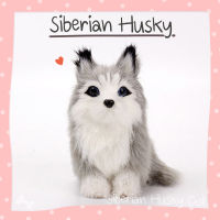?? โมเดลไซบีเรียน ฮัสกี้ Siberian Husky Model ขนกระต่าย