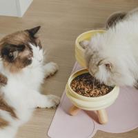 Miusue ชามอาหารแมวยกสูงชามอาหารสุนัขไม่ลื่นแมวเหมียวถ้วยเซรามิคชามขนมกล่องใส่อาหารคอสำหรับอาหารและน้ำ