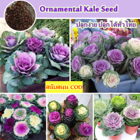 รบประกันสายพันธุ์แท้ 100 % ปลูกง่าย Ornamental Kale Seed for Planting (150PCS/BAG) Mix Ornamental Cabbage Seed Bonsai Flower Plant Colorful Flower Seeds Vegetable Seed เมล็ดผักต่างๆ ไม้ประดับ ต้นไม้มงคล บอนสี บอนสีหายาก  เมล็ดบอนสี บอลสีชนิดต่างๆ คุณภาพด