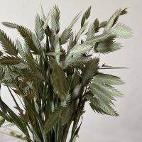 【cw】 About 20PCS/30 45CM Dried Bouquet GrassDIY Dry Xiaopan DecorWedding ！
