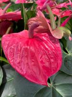 ต้นดอกหน้าวัว สีม่วงชมพู ต้นหน้าวัว ดอกหน้าวัว (Anthurium )  ต้นสูง 40-45 ซม ในกระถาง 8 นิ้ว เศรษฐีเงินหนา, หน้าวัวใบ ราชาแห่งไม้ประดับ ว่านมงคล ว่านไทย ปลูกแล้วดี เศรษฐีนิยม ต้นไม้มงคลเรียกทรัพย์ คนทำธุรกิจควรปลูก เรียก เงิน ทอง โชคลาภ วาสนา