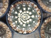 ?? เมล็ดยิมโนจานบิน  ??100 เมล็ด Gymnocalycium ragonesei   เมล็ดกระบองเพชร เมล็ดแคคตัส   (แคคตัส กระบองเพชร)