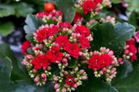 30 เมล็ดพันธุ์ Bonsai เมล็ด กุหลาบหินดอกซ้อน ไม้อวบน้ำ กุหลาบหิน Kalanchoe blossfeldiana Seed อัตราการงอกของเมล็ด 80-85%