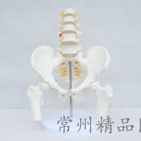 Lumbar spine model of large section 5 lumbar with pelvic girdle leg model 170 cm human body skeleton model of lumbar vertebra pelvis