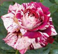 28 เมล็ด เมล็ดพันธุ์ Home Seed  กุหลาบ Dragon Rose Seeds สี ขาว-แดง ดอกใหญ่ นำเข้าจากต่างประเทศ