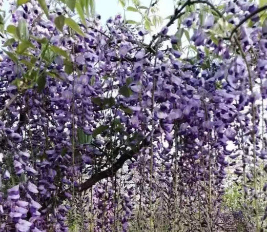 ต้น-วิสทีเรีย-wisteria-ดอกสีม่วงเข้ม-ต้นไม้นำเข้า