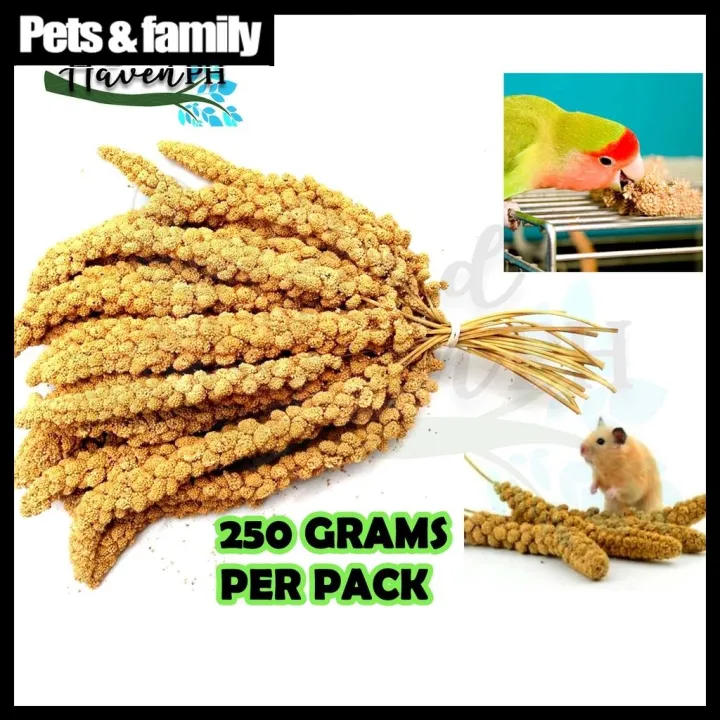 Pet Family Millet Spray 250grams Select from Red or Yellow Millet bird