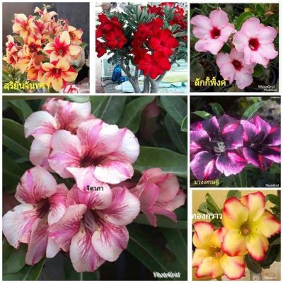 12 เมล็ด เมล็ดพันธุ์ ชวนชม สายพันธุ์ฮอลแลนด์ คละสี Adenium Seeds กุหลาบทะเลทราย Desert Rose ราชินีบอนไซ อัตรางอก 80-90% มีคู่มือปลูก