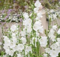 เมล็ดพันธุ์ Campanula persicifolia peach bellflower 200 เมล็ด เมล็ดพันธุ์นำเข้าจาก อังกฤษ เมล็ดเพาะปลูก