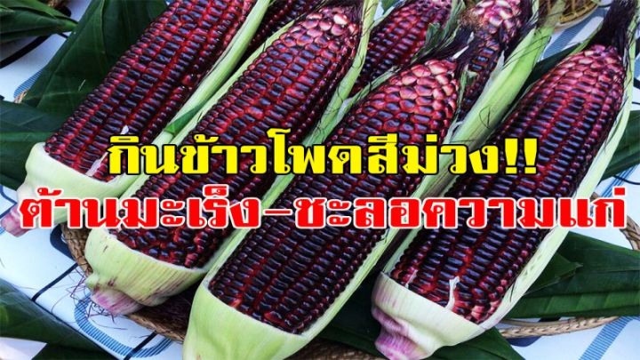 เมล็ดพันธุ์ข้าวโพด-สีดำ-30-เมล็ด-black-glutinous-corn-เมล็ดพันธุ์แท้-ซื้อ3แถม1