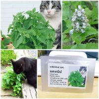 เมล็ดพันธุ์ แคทนิป Catnip Seed 1000 เมล็ด สมุนไพรแมว ของแท้ เมล็ดพันธุ์พืช ผักสวนครัว เมล็ดพันธุ์ผัก