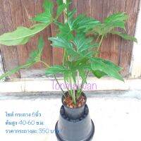 Philodendron Gold Dragon / Dragon tail / พลูจีบ ไม้ฟอกอากาศ ไม้ตัดใบ ไม้ประดับ ปลูกได้ทั้งนอกบ้านและ