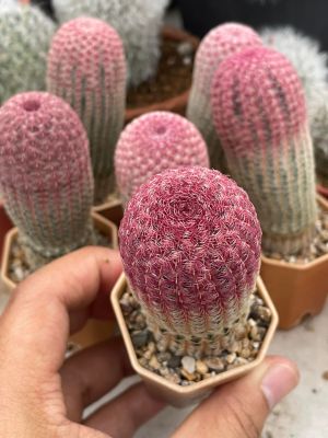 เรนโบว์แคคตัส Echinocereus Rigidissimus ไม้เมล็ด ขนาดอ้วนๆ แคตตัส กระบองเพชร พร้อมจัดส่ง