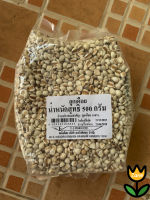 GRADE A - Raw Millet // 1KG.