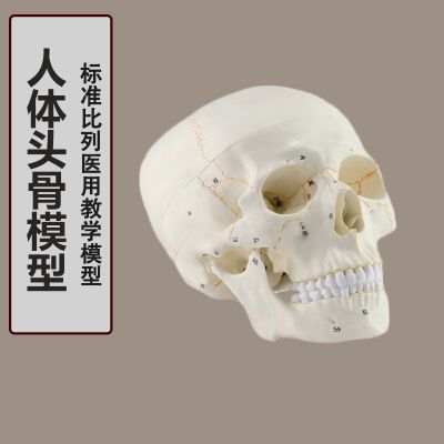 Human skull model 1:1 simulation model of skull neurologist model skeleton skeleton model