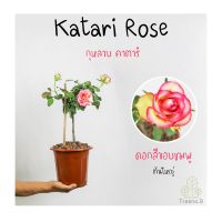 Treeno.9 T350 Katari Rose​ (กุหลาบ คาตาริ​)​ ดอกสีขอบชมพู ต้นใหญ่ ถุง  8 นิ้ว สูง 60-70 ซม. ไม้ดอกประดับ ดอกสวย ออกดอกตลอดทั้งปี (ต้นไม้)