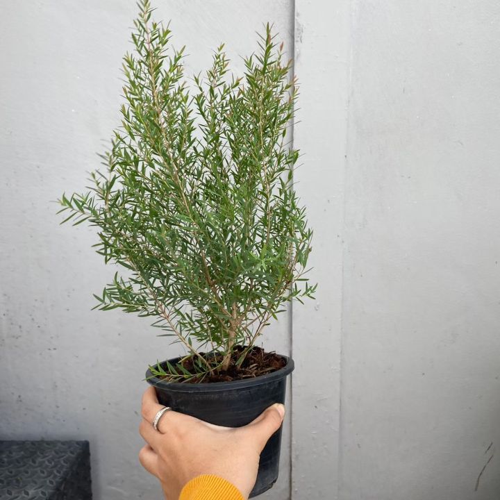 ส่งเร็ว-ซื้อ5ต้น-35-ต้นสนหอม-ไล่ยุง-chamaecyparis-lawoniana-สนหอม-ต้นไม้มงคล-ต้นไม้ฟอกอากาศ-ไม้ประดับ