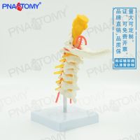 Human cervical carotid artery occipital intervertebral disc brainstem skeleton model teaching medical orthopaedics pain