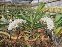 กล้วยไม้สดสกุลช้าง ช้างเผือก (Rhynchostylis gigantea) ขายเฉพาะต้นที่อายุ 5 ปีขึ้นไป(ต้นใหญ่)และต้นที่มีดอกเท่านั้น เพื่อเป็นการรับประกันสินค้า สายพันธ์แท้แน่นอน กลื่นหอมมาก พร้อมกระถางและที่แขวน  สามารถแขวนโชร์ได้เลย