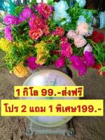 แพรเซี่ยงไฮ้ 1 กิโล แถม ครึ่ง กิโล ได้ทั้งหมด1.5กิโล คละสี7-15สีสวยๆ เป็นดอกซ้อน พร้อมส่งทุกวัน2-3วันได้รับสินค้านะคะ