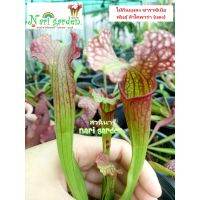 (ส่งทั้งกระถาง 3 - 8 นิ้ว) ต้นซาราซิเนีย พันธุ์ Sarracenia leucophylla red (ลิวโค-สีแดง) ไม้กินแมลง ใบกระเปราะสวย ไม้ประดับแต่งสวย ชอบน้ำ+แดด