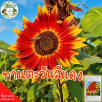 เมล็ดพันธุ์ ทานตะวันสีแดง 40 เมล็ด Velvet Queen Sunflower นำเข้าจากต่างประเทศ ปลูกง่าย ไม่กลายพันธุ์