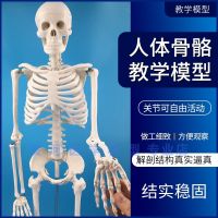 85 cm human body skeleton model body skeleton model of adult teaching model for the small skull spine wholesale