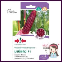 เมล็ดพันธุ์ข้าวโพดข้าวเหนียว F1 มณีแดง ศรแดงWAXY CORN SEEDS SORNDAENG RED MANEE F1 **ราคาดีที่สุด**