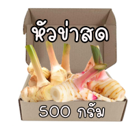 ข่าสด หัวข่าสด 500 กรัม (พร้อมส่ง) ปลูกแบบธรรมชาติ สะอาด ปลอดภัย ไร้สารพิษ