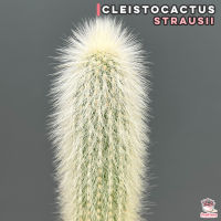 Cleistocactus Strausii แคคตัส กระบองเพชร cactus&amp;succulent