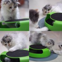 TCN ของเล่นแมว Cat Toy Catching Motion Mouse (1 unit)   จับหนูเคลื่อนไหว (1 อัน) คอนโดแมว  ของเล่นเหมียว